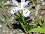 Iris cristata