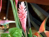 粉花月桃