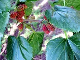 Mulberry