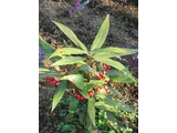 Ardisia japonica