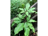 Jack in the pulpit