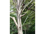 Cercidiphyllum japonicum