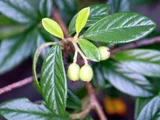 Rock cotoneaster