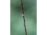 毛叶红珠七