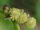 ウド