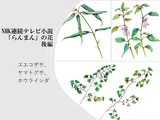 ヤマトグサ