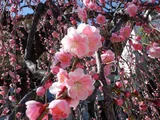 Weeping plum
