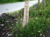 White birch