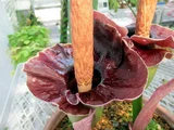 Amorphophallus johnsonii