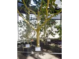 茶花 '貴宝殿'