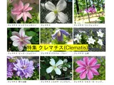 クレマチス