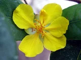 Mickey mouse plant