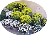 笊菊