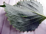 Perilla crispa