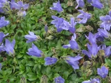 Oyobe gikyo