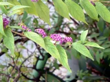 Callicarpa dichotoma