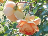 Rose 'Pat Austin'