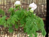 Paeonia suffruticosa
