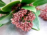 Skimmia rubella
