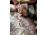 Spiranthes sinensis