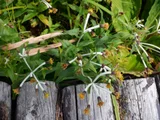 Arnica mallatopus