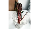 アイチアカ