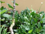 Echinodorus palifolius