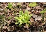 Petasites japonicus