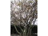 Chinese witch hazel