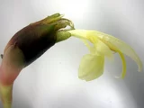 蘘荷
