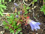 Campanula chamissonis