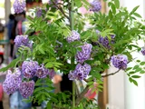 American Wisteria