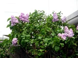 lilac