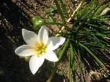 Zephyranthus candida