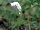 Cimicifuga simplex