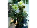 Helleborus niger