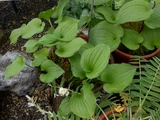 舞鹤草