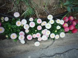 雏菊