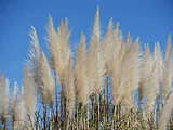 Pampas grass