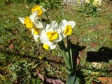 Narcissus chinensis
