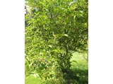 Euonymus hamiltonianus