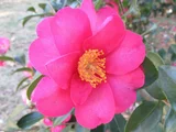 C. sasanqua 'Kanjirou'
