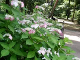 Hydrangea serrata
