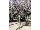 ウメ