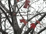 Liquidambar styraciflua