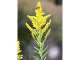 加拿大一枝黄