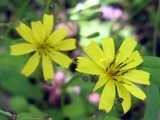 瀞苦菜