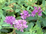 紫花苜蓿