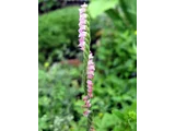 Spiranthes sinensis