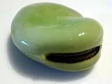 蚕豆